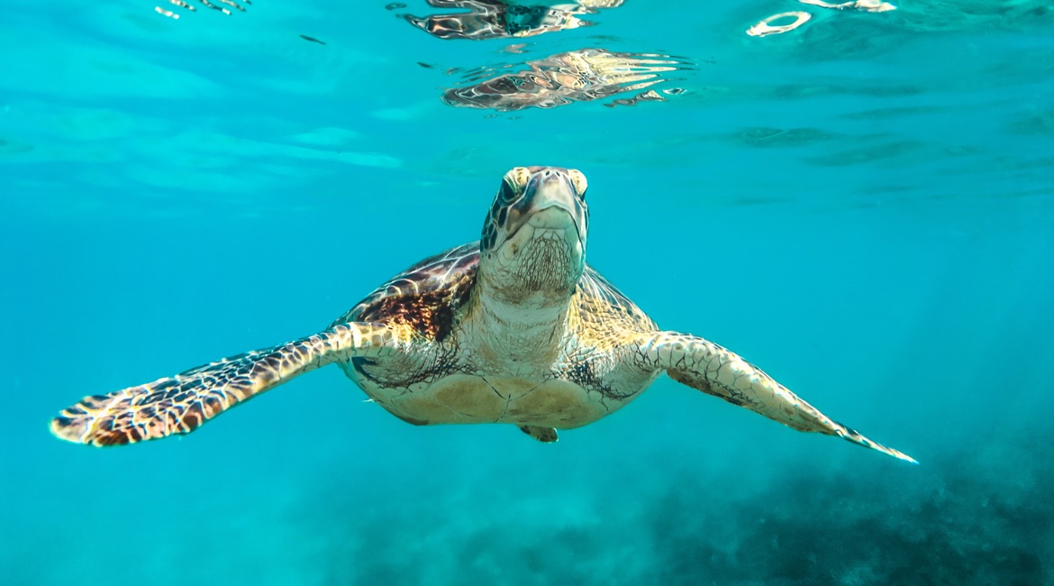 Barbados surfen - Schildkröten